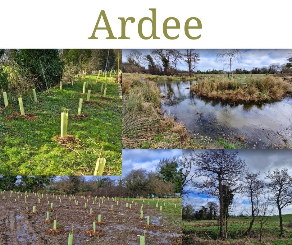 Ardee